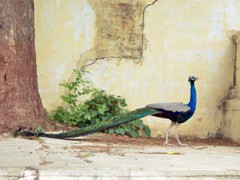 peacock